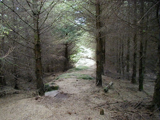 Buttony covered by conifirous trees