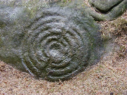 Buttony relief covered with pine needles